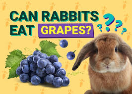 Can rabbits eat grapes